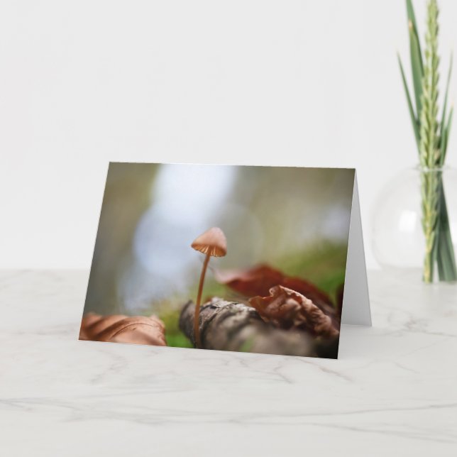 Tarjeta Foto de Mushroom Nature (Anverso)