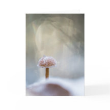 Foto de Mushroom Nature