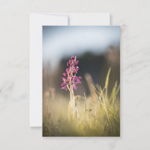 Tarjeta Foto de naturaleza de orquídeas silvestres