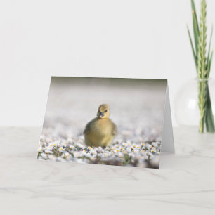Tarjeta Foto de naturaleza de un adorable ansarino