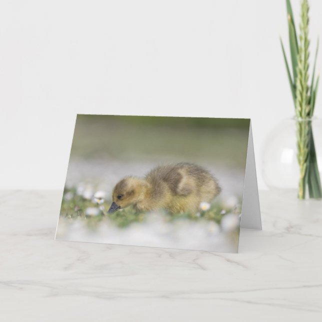 Tarjeta Foto de naturaleza de un adorable ansarino (Anverso)