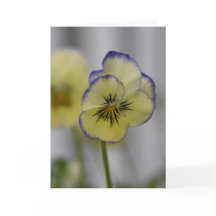 Foto de pensamiento amarillo y violeta - Cottageco