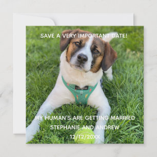 Tarjeta Foto de Perro Compromiso Guardar la Fecha 
