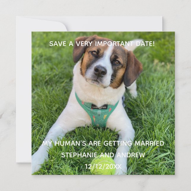 Tarjeta Foto de Perro Compromiso Guardar la Fecha  (Anverso)