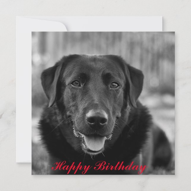 Tarjeta Foto de perro Labrador negro mascota (Anverso)