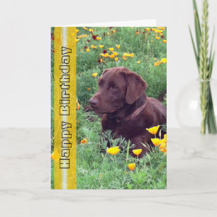 Tarjeta Foto de perro labrador retriever guapo de cumpleañ