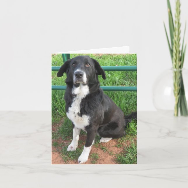 Tarjeta Foto de perro refugio (Anverso)