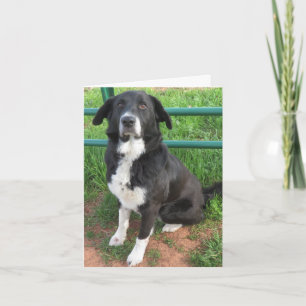 Tarjeta Foto de perro refugio