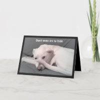Foto de perro triste y deprimido Gris de 40 años