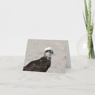 Tarjeta Foto de primer plano de una águila pescadora orien