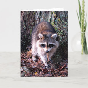 Tarjeta Foto de Raccoon