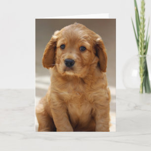 Tarjeta Foto de retrato de cachorros