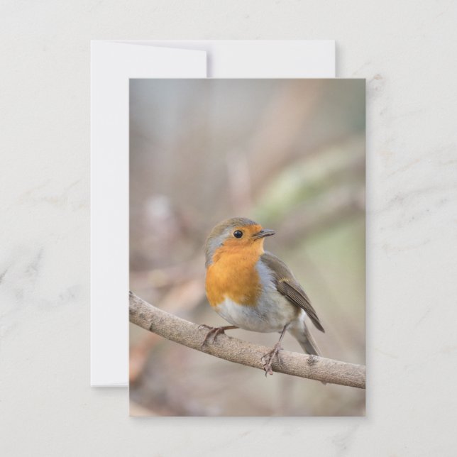 Tarjeta Foto de Robin Bird Nature (Anverso)