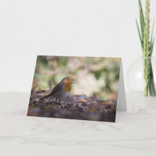 Tarjeta Foto de Robin Bird Nature