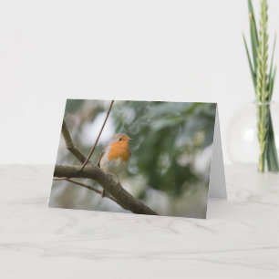 Tarjeta Foto de Robin Naturaleza