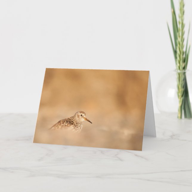 Tarjeta Foto de Sandpiper Bird Nature (Anverso)