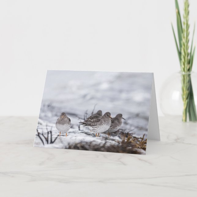 Tarjeta Foto de Sandpiper Nature (Anverso)