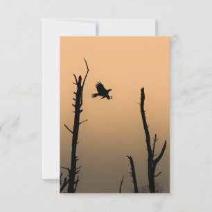 Tarjeta Foto de Sea-Eagle Wildlife