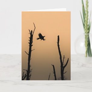 Tarjeta Foto de Sea Eagle Wildlife
