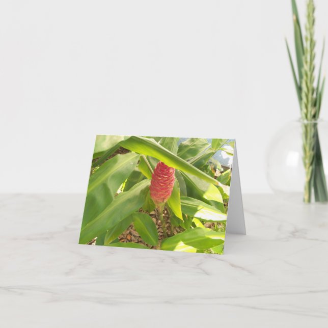 Tarjeta Foto de un brote de flor de Shampoo Ginger (Anverso)