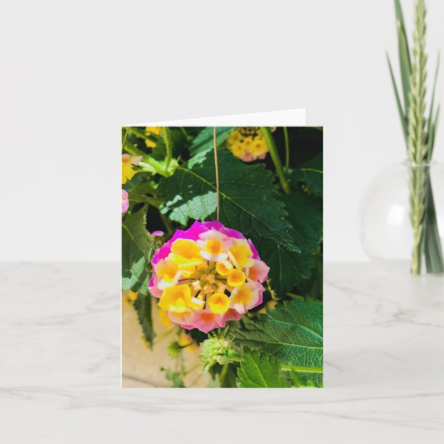 Tarjeta Foto de una flor amarilla y rosa (Anverso)