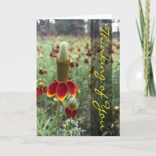 Tarjeta Foto de Upright Prairie Coneflower Pensando en Ti