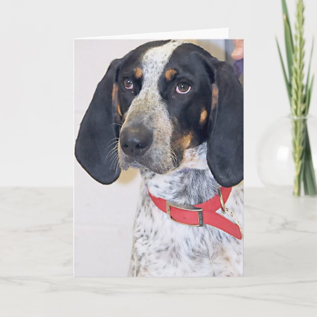 Tarjeta Foto del Coonhound de Bluetick (Anverso)