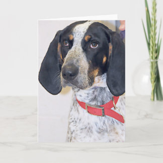 Tarjeta Foto del Coonhound de Bluetick