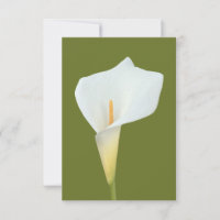 Foto del jardín trasero de Calla blanca Lily Flowe