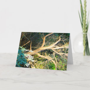 Tarjeta Foto del tronco de árbol