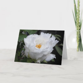 Tarjeta Foto floral de Peonía Blanca con Amarillo en su co