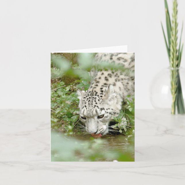Tarjeta Foto leopardo de nieve , animales.tarjeta (Anverso)