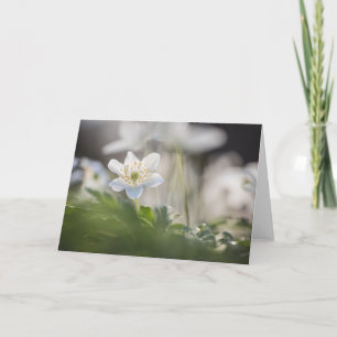 Tarjeta Foto natural de Anemone Madera