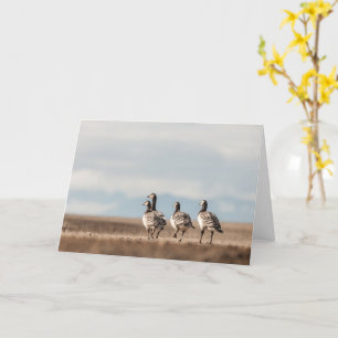 Tarjeta Foto natural de Barnacle Geese