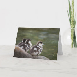 Tarjeta Foto natural de Cute Chicks