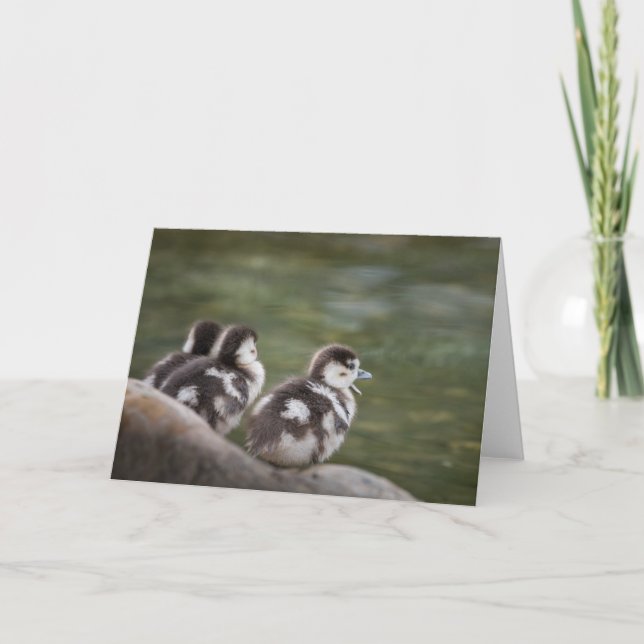 Tarjeta Foto natural de Cute Chicks (Anverso)