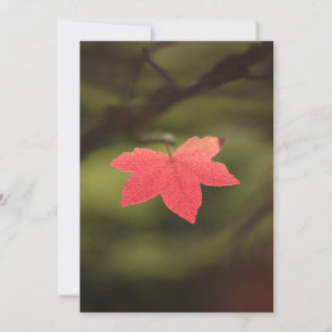 Tarjeta Foto natural de la hoja de arce de otoño roja