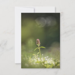 Tarjeta Foto natural de las flores de Prunella