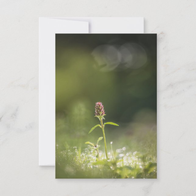 Tarjeta Foto natural de las flores de Prunella (Anverso)