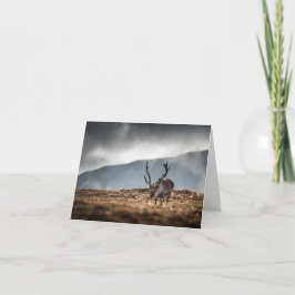 Tarjeta Foto natural de renos de Svalbard