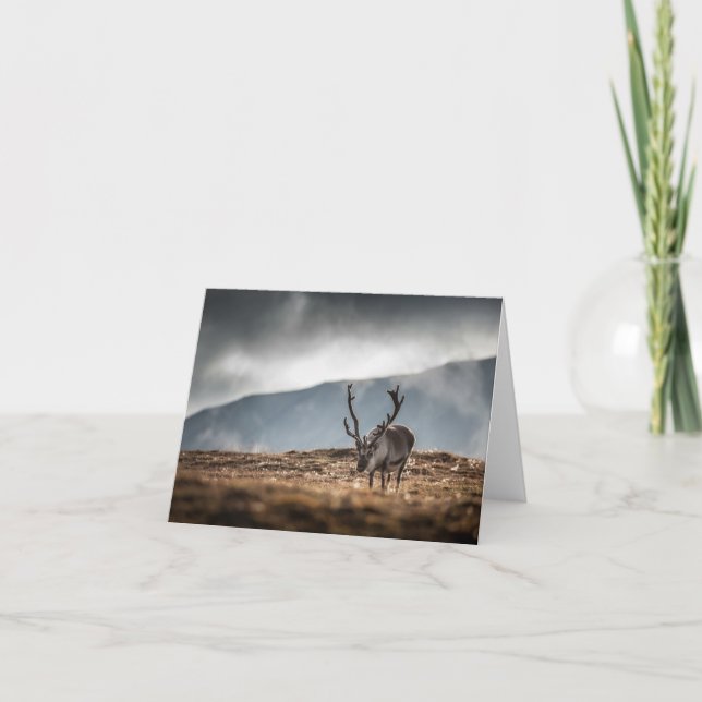 Tarjeta Foto natural de renos de Svalbard (Anverso)