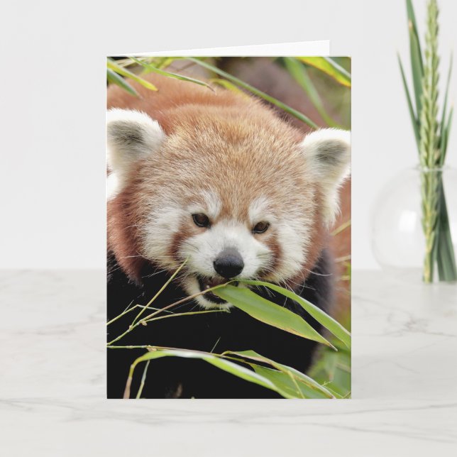 Tarjeta Foto panda roja , animales 0293. (Anverso)