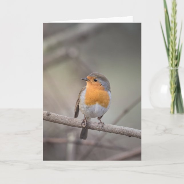 Tarjeta Foto Robin Wildlife (Anverso)