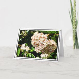 Tarjeta Foto Viburnum blanco con capuchas rosadas y follaj