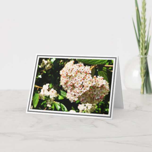 Tarjeta Foto Viburnum blanco con capuchas rosadas y follaj (Anverso)