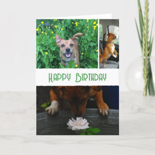 Tarjeta Foto y mensaje personalizados de mascota (perro)