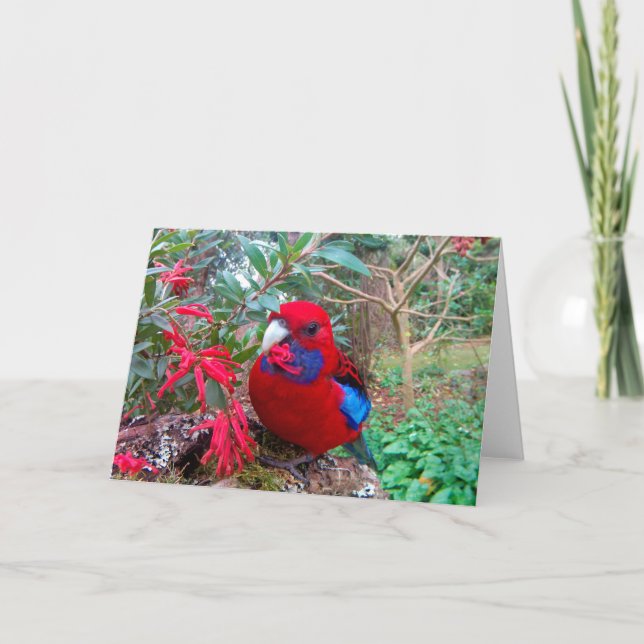 Tarjeta Fotografía a color de un Crimson Rosella. (Anverso)
