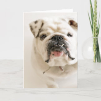 Tarjeta Fotografía blanca leal del bulldog