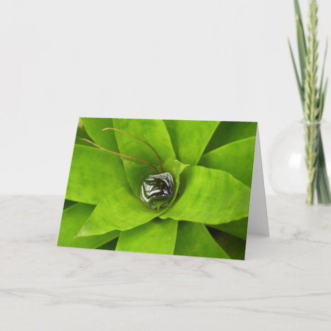 Tarjeta Fotografía Botánica Verde Bromeliad (Anverso)