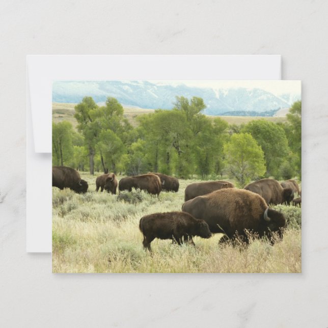 Tarjeta Fotografía de animales de la naturaleza de Wyoming (Anverso)